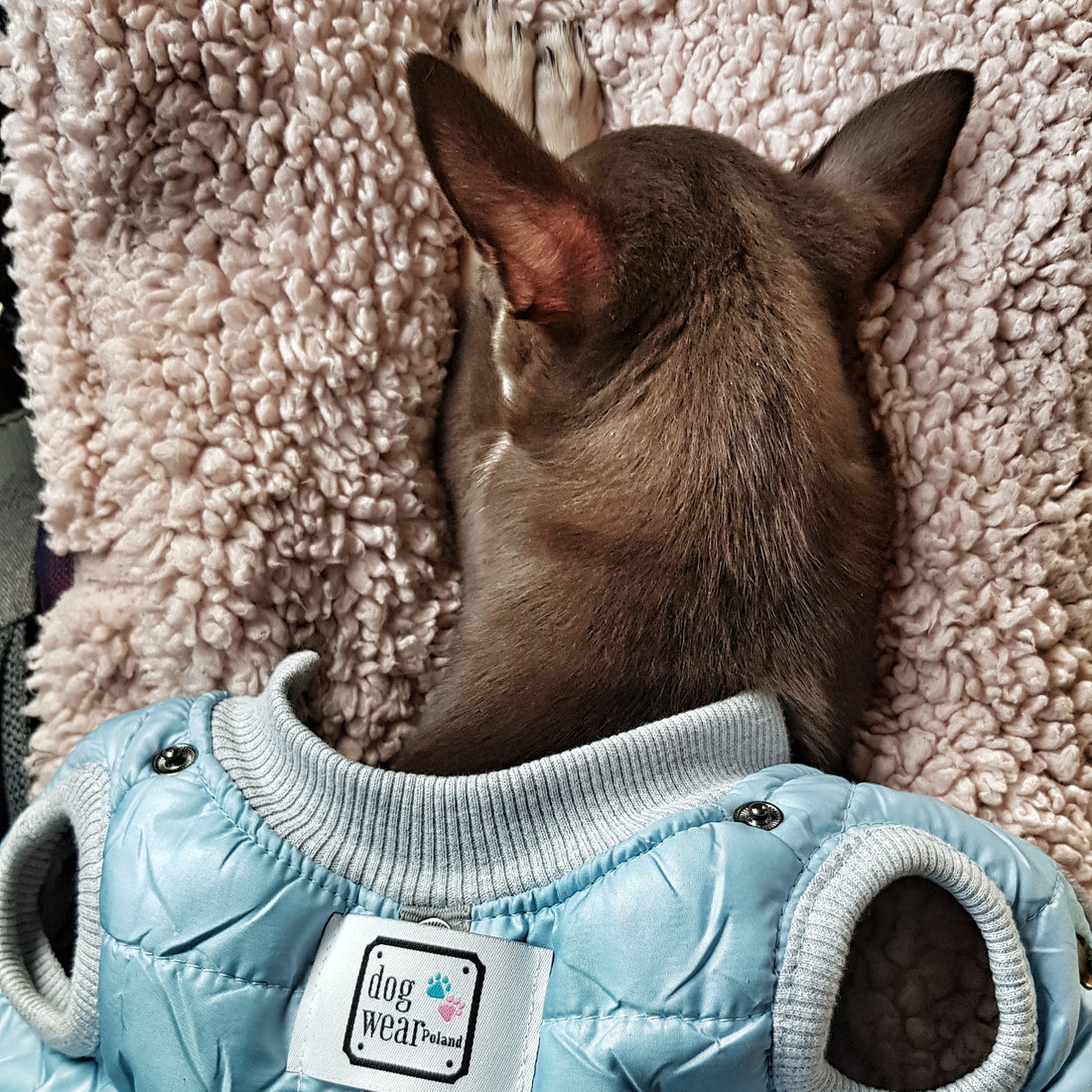 Szyte z miłości w domowym zaciszu. Dlaczego ubranka handmade z Dog Wear Poland to najlepszy wybór dla Twojego psa?