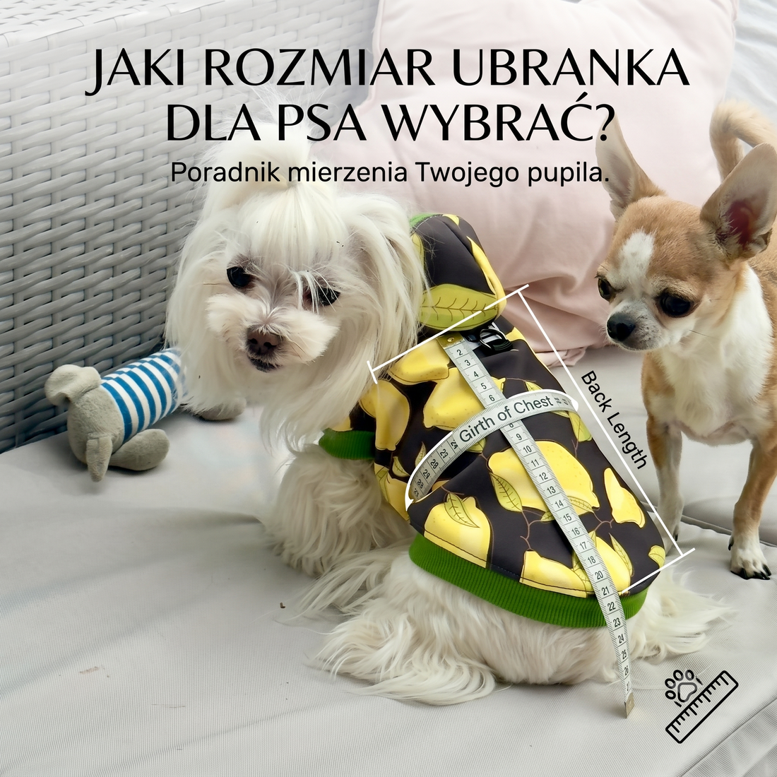 Jaki rozmiar ubrania dla psa wybrać?