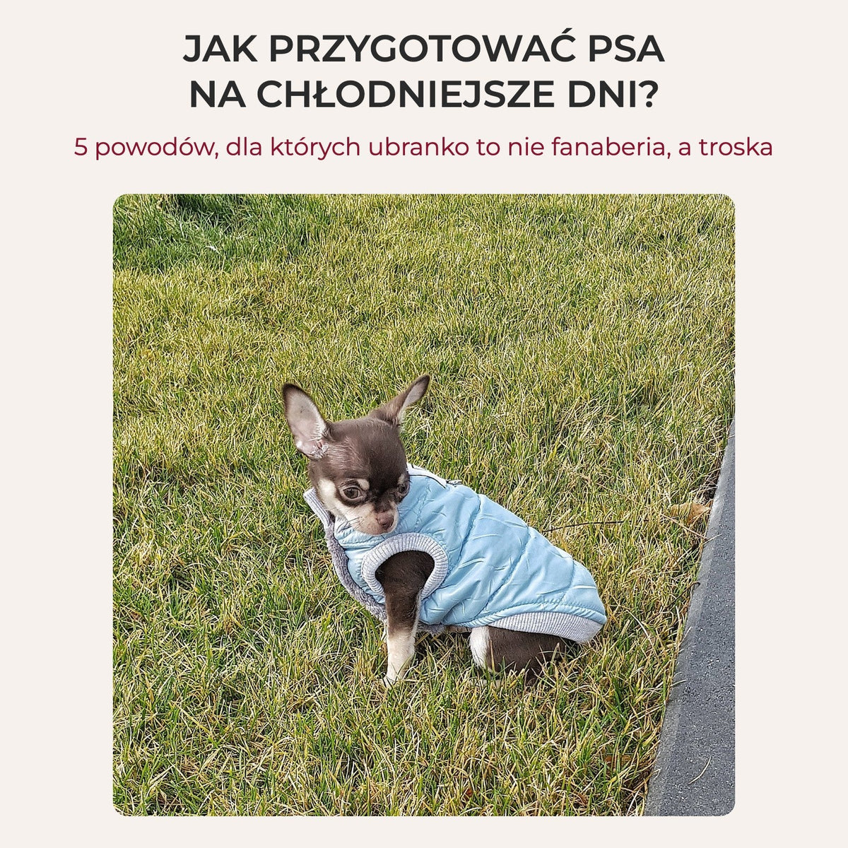 Jak przygotować psa na chłodniejsze dni? 5 powodów, dla których ubranko to nie fanaberia, a troska