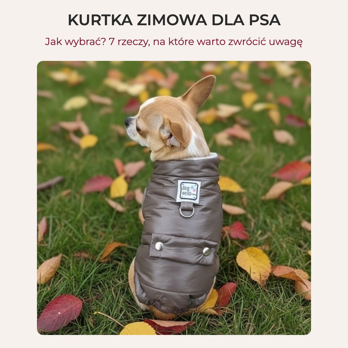 Kurtka zimowa dla psa – jak wybrać? Chihuahua w kurtce Arctic Paw