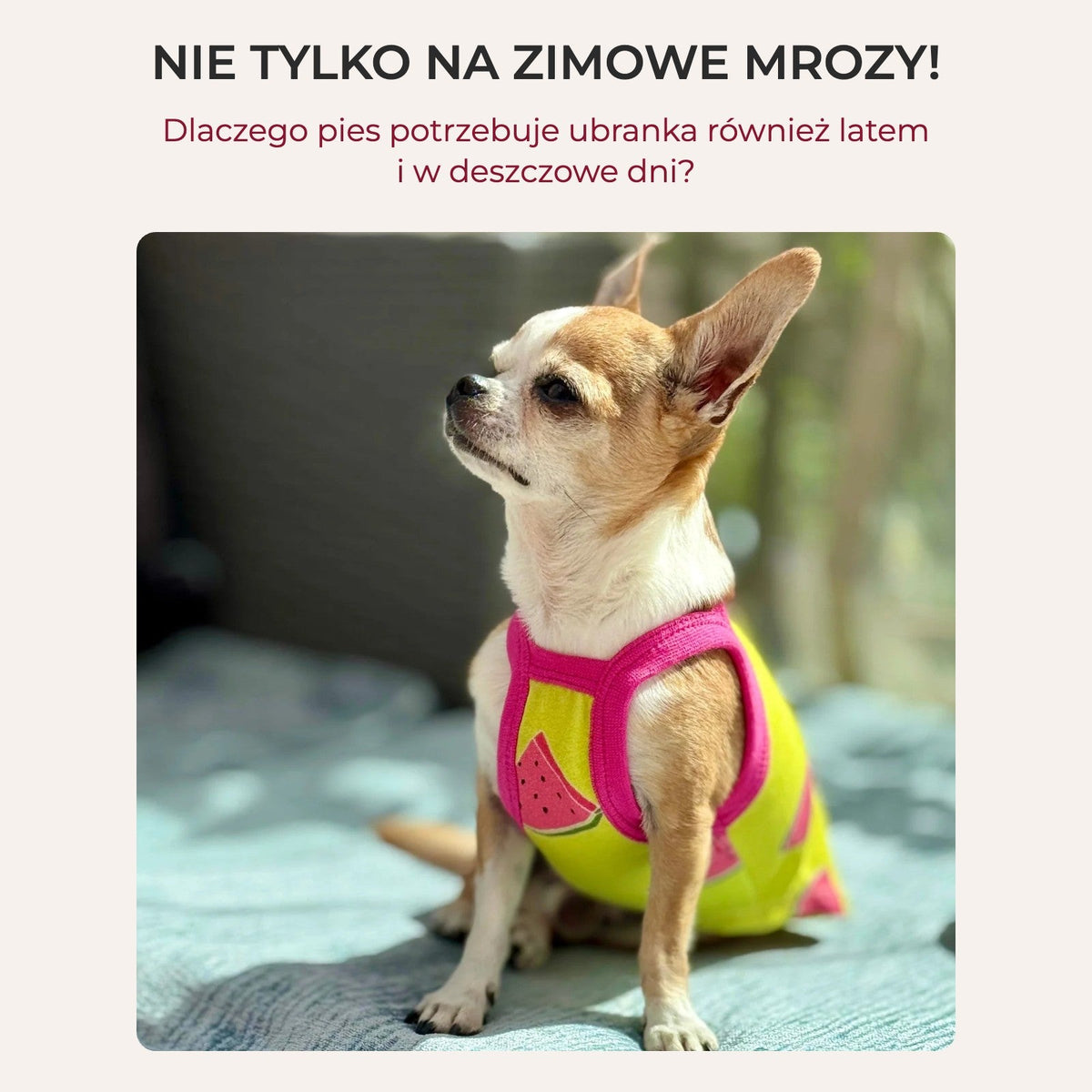 Nie tylko na zimowe mrozy! Dlaczego pies potrzebuje ubranka również latem i w deszczowe dni?