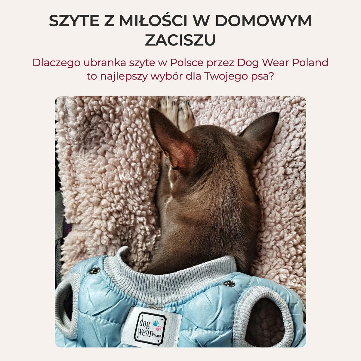 Szyte z miłości w domowym zaciszu – ubranka dla psa szyte w Polsce przez Dog Wear Poland