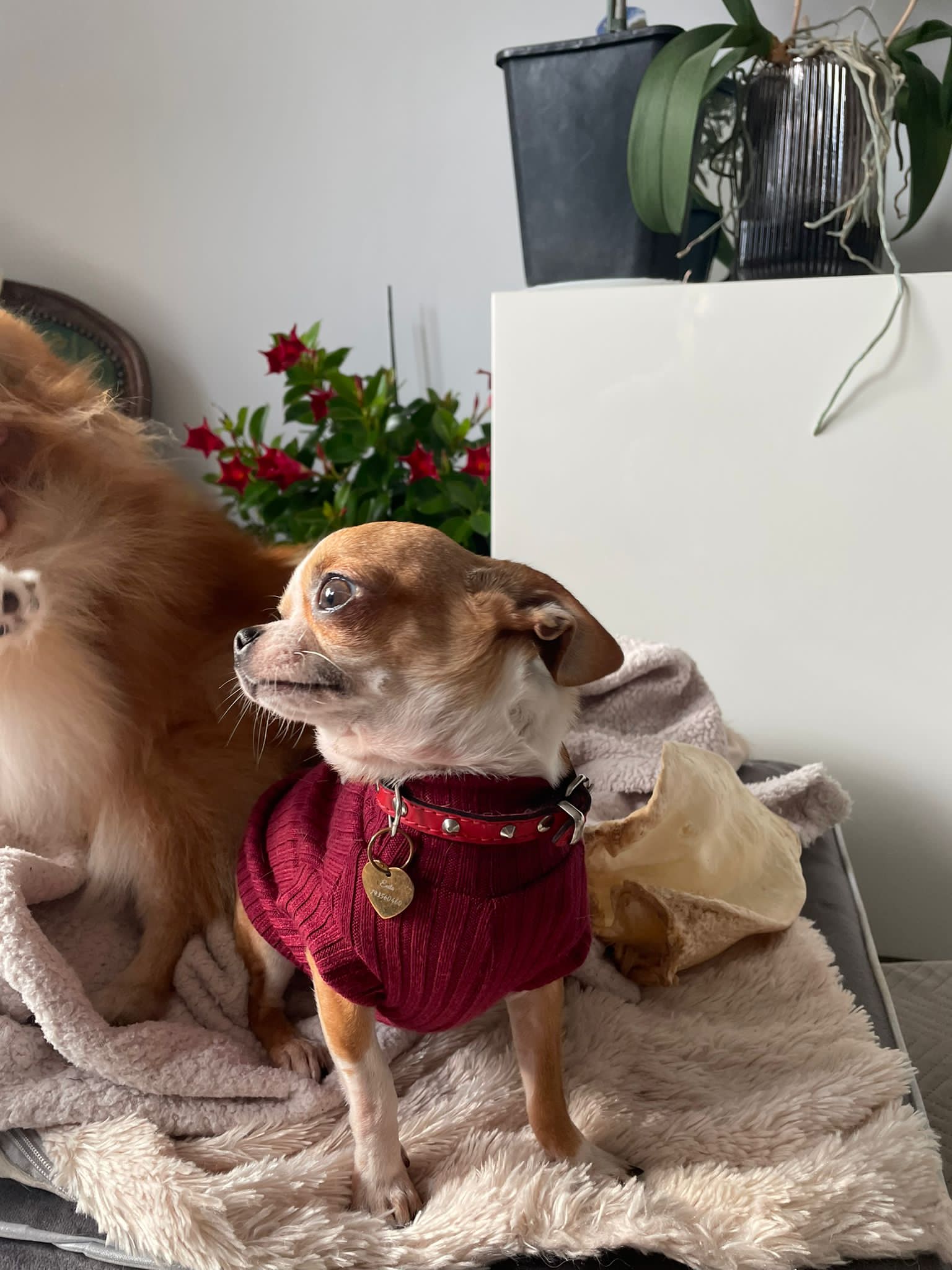 Dog Sweater Red Wine