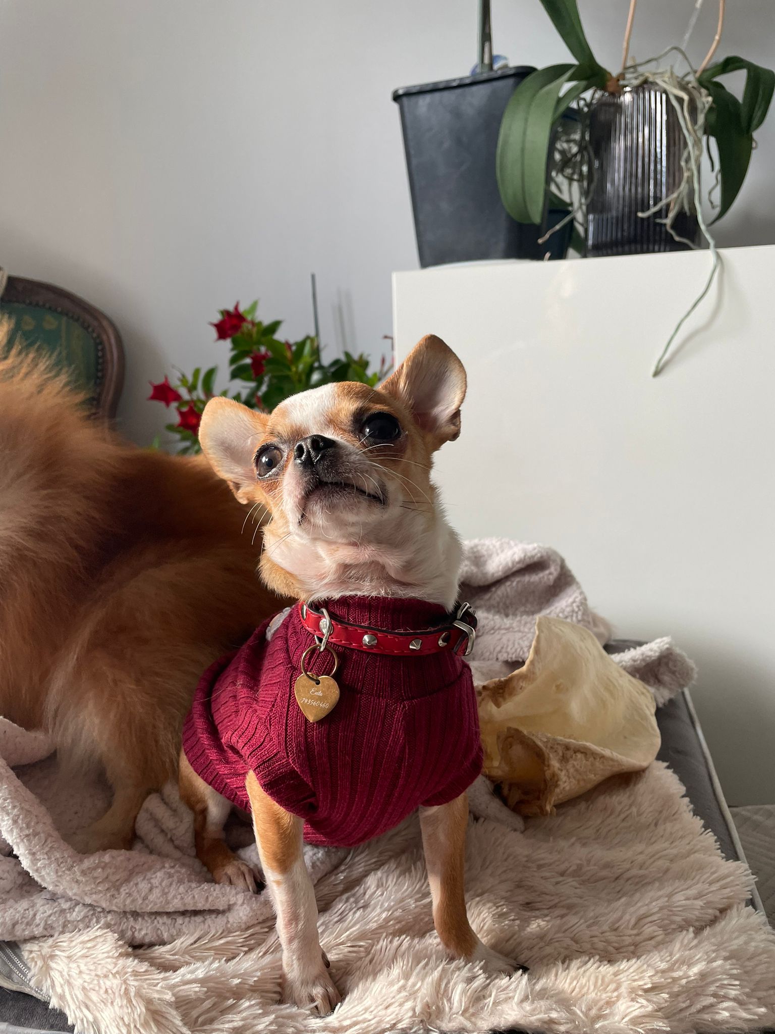 Dog Sweater Red Wine