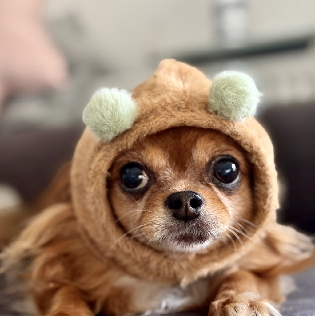 Camel dog hat