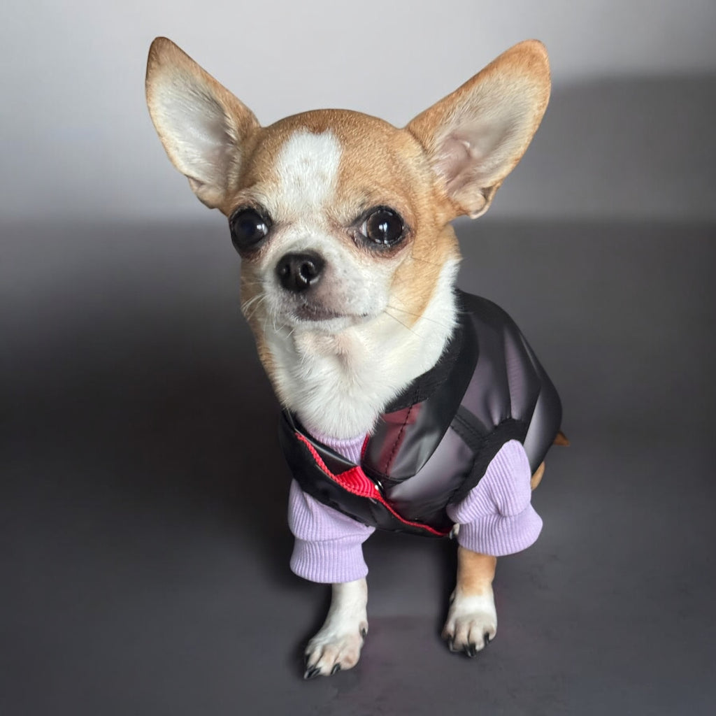 Storm - waterproof dog jacket with snaps and a hood