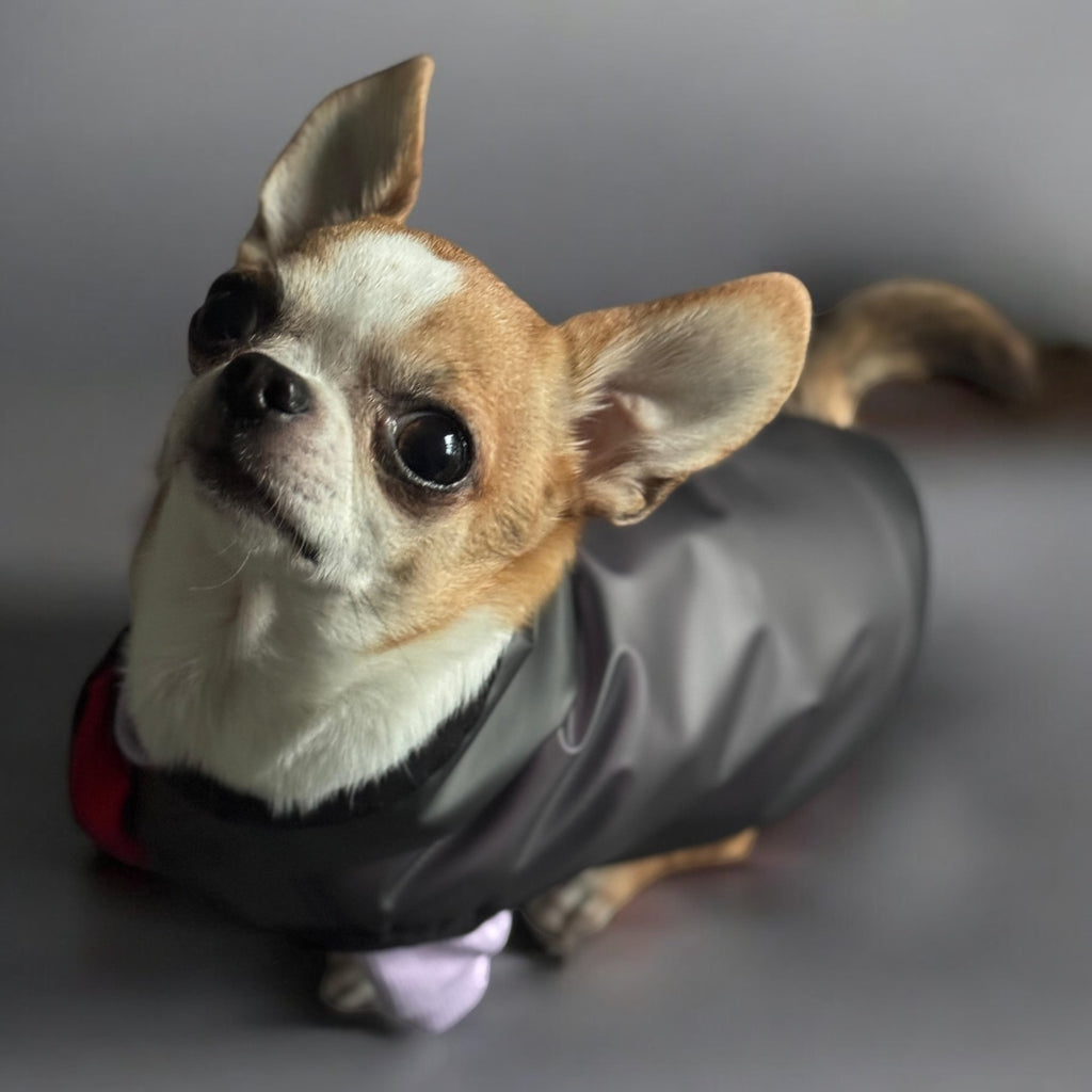Storm - waterproof dog jacket with snaps and a hood