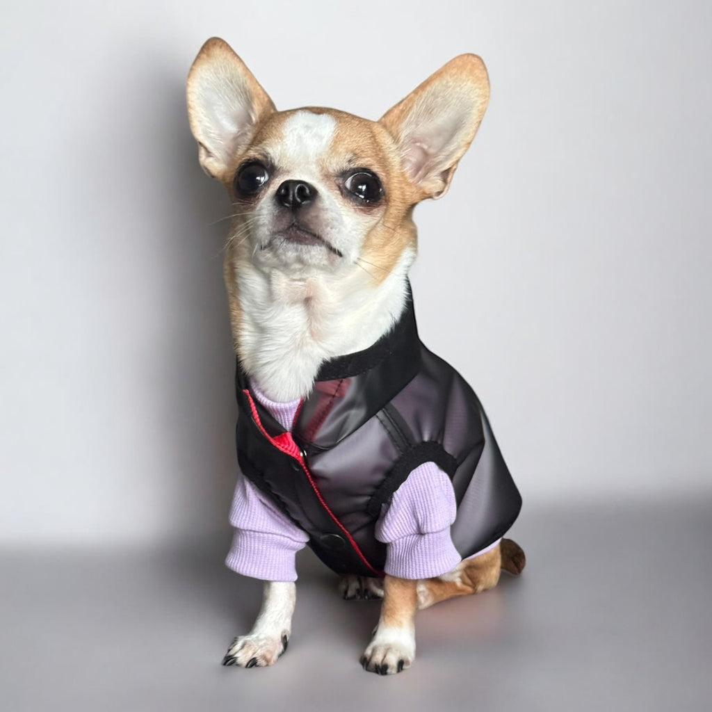 Storm - waterproof dog jacket with snaps and a hood