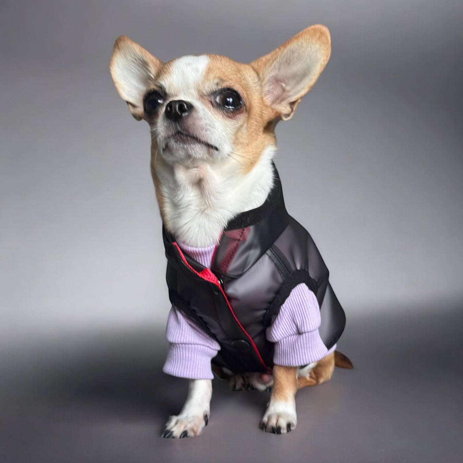 Storm - waterproof dog jacket with snaps and a hood