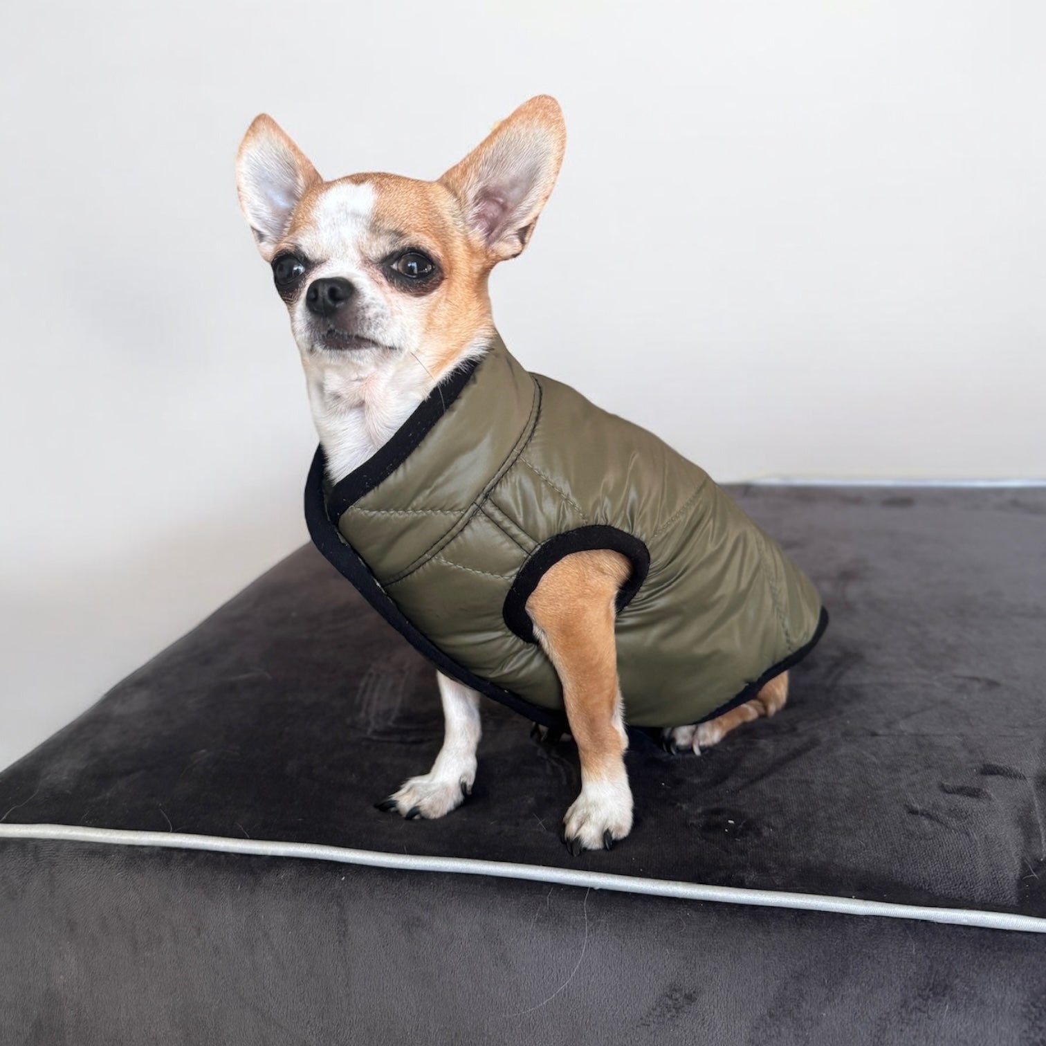 Spring dog jacket khaki