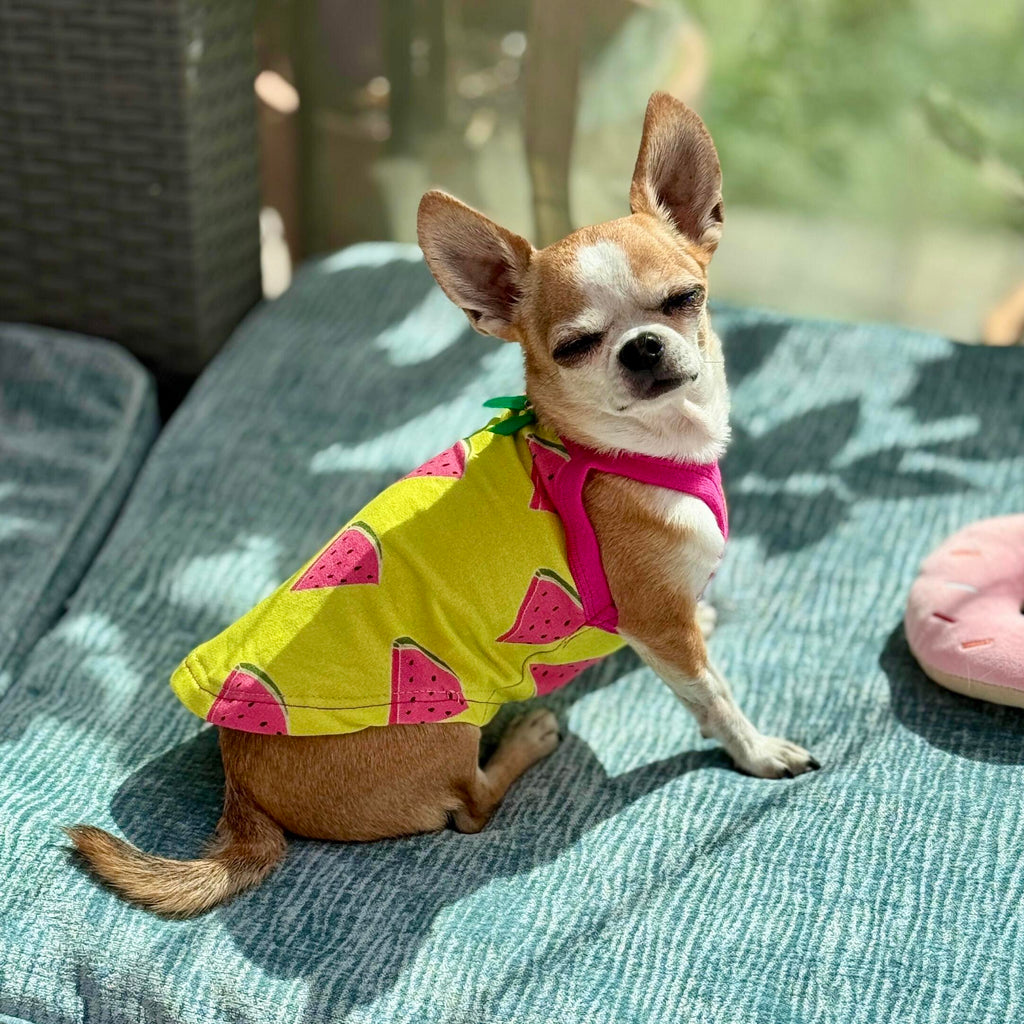 Lekka Koszulka dla Psa ARBUZY – Elastyczny T-shirt Letni